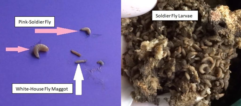 Soldier-Flies-Larvae-House-Fly-Maggots