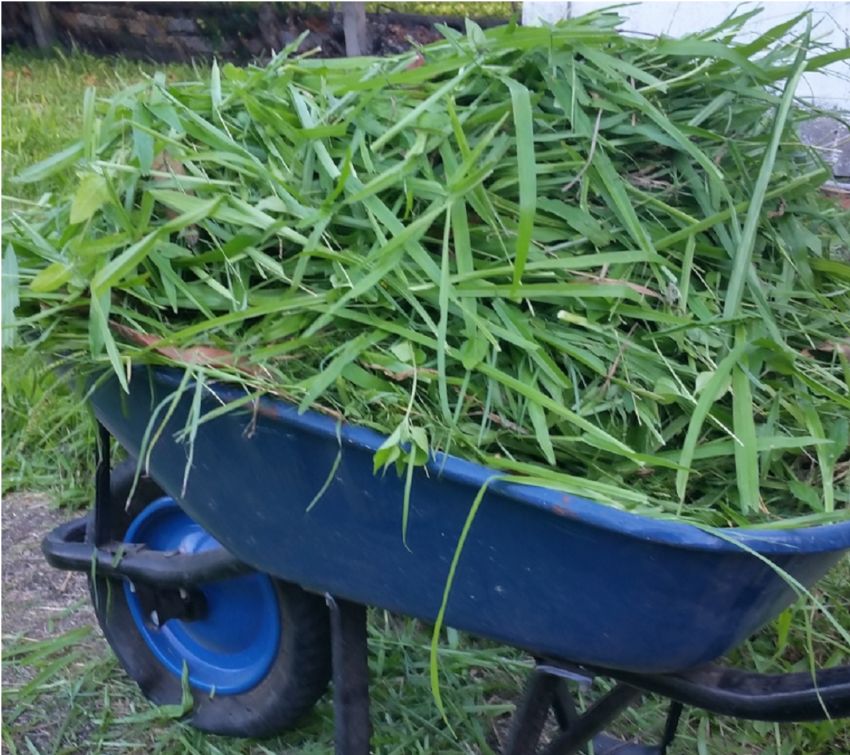 Grass_Clippings