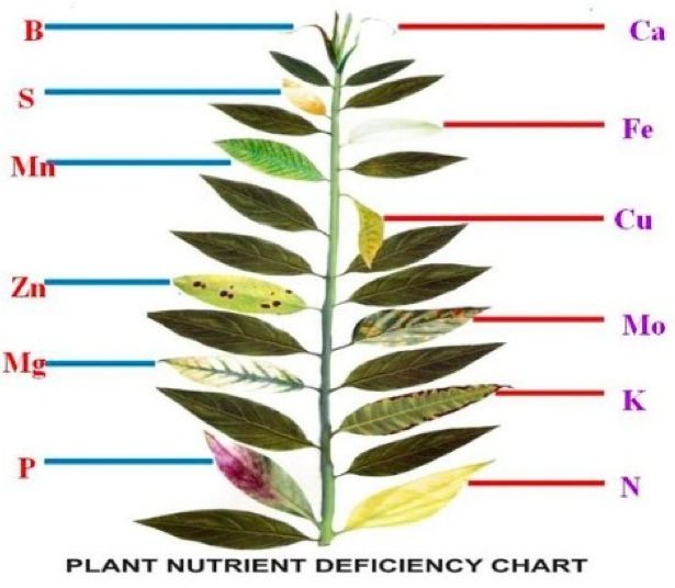 Plant_Nutrient_Deficiencies