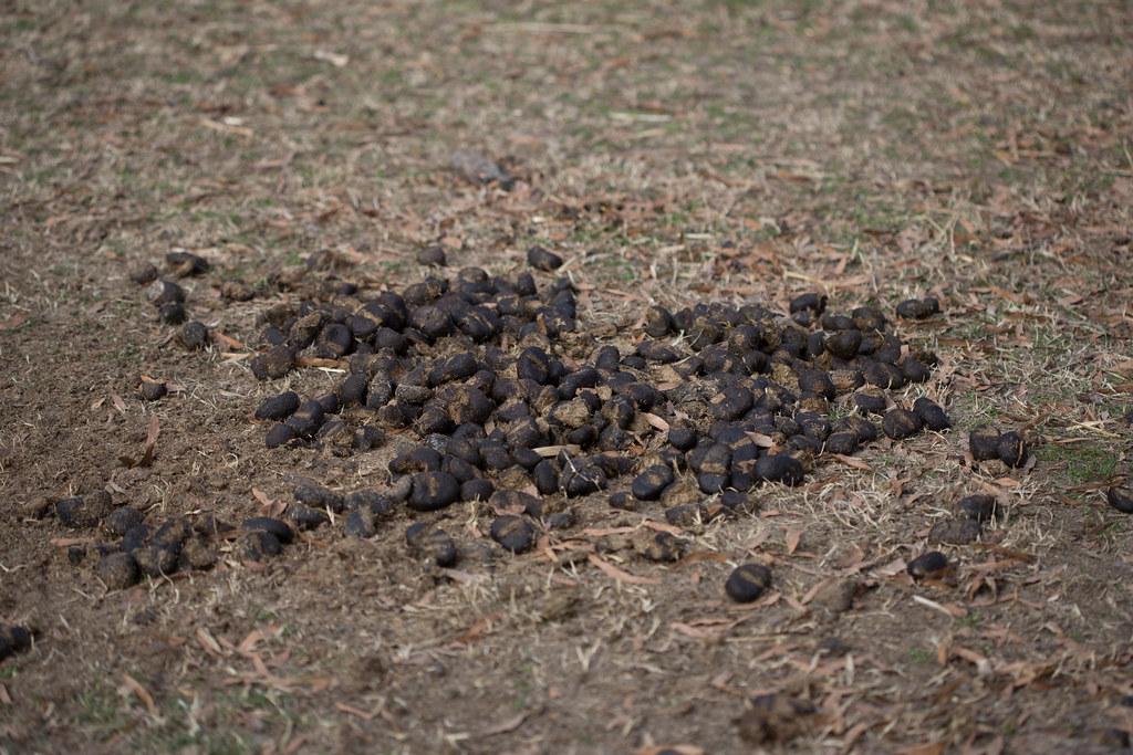 horse_droppings