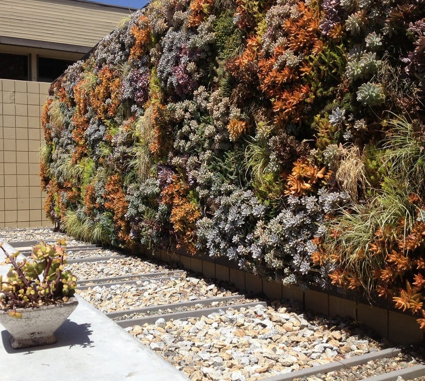 Succulent-Wall-Garden