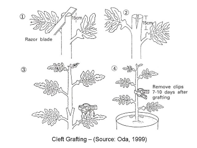 Cleft_Grafting_Technique