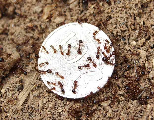 fire_ants-on-a-coin