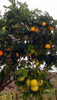 combination-citrus-tree