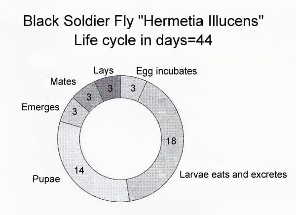 Black Soldier Fly Life Cycle