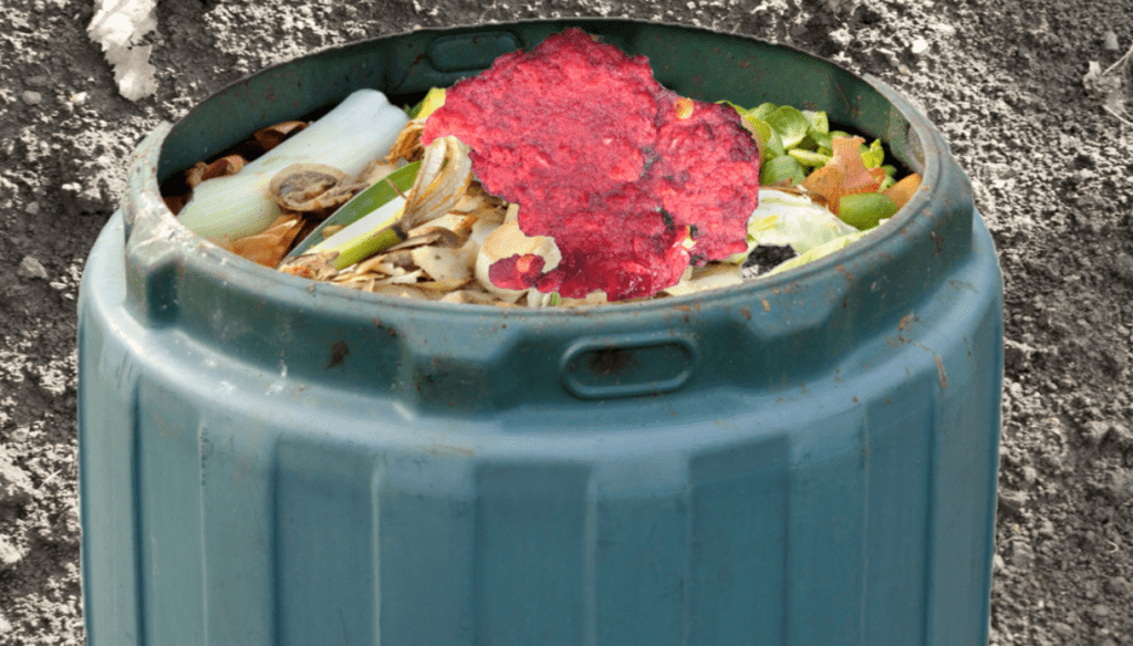 Wet_juiced_pulp_in_an_above_ground_composter